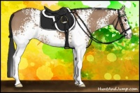 Horse Color:White Spotted Bay Dun 