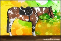 Horse Color:White Spotted Bay Appaloosa 