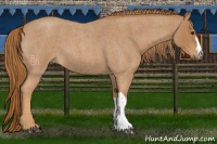 Horse Color:Red Roan 