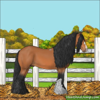 Horse Color:Bay 