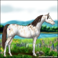 Horse Color:White Spotted Sable Champagne Dun Tobiano Appaloosa 