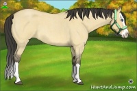 Horse Color:Buckskin Roan Dun Splash