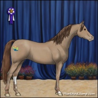 Horse Color:Classic Champagne Appaloosa 