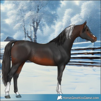 Horse Color:Brown Tobiano Rabicano 