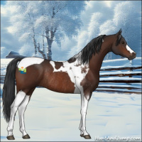 Horse Color:Brown Tobiano Rabicano 