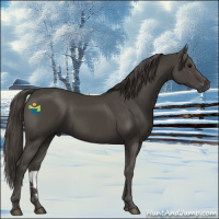 Horse Color:Smoky Black