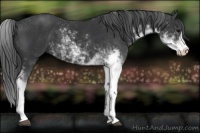 Horse Color:Black Sabino 