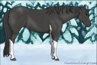 Horse Color:Smoky Black Tobiano 