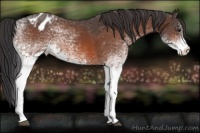 Horse Color:White Spotted Brown Appaloosa 