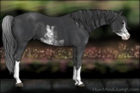 Horse Color:Black Sabino 
