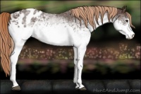 Horse Color:White Spotted Liver Chestnut Sabino Appaloosa 