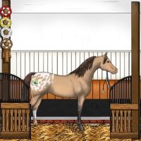 Horse Color:Bay Dun Appaloosa 