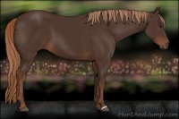Horse Color:Liver Chestnut