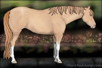 Horse Color:Gold Champagne