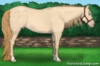 Horse Color:Gold Champagne Dun 