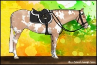 Horse Color:White Spotted Silver Classic Champagne 