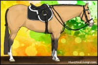 Horse Color:Buckskin Sabino 