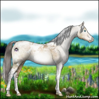 Horse Color:Gray White Spotted Buckskin Pearl Dun Tobiano 