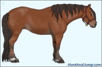 Horse Color:Bay Sabino  and Bay Sabino Rabicano 