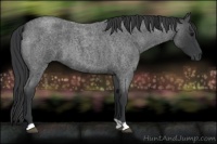 Horse Color:Blue Roan