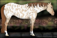 Horse Color:Red Dun Appaloosa 