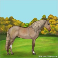 Horse Color:Liver Red Dun 