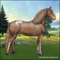 Horse Color:Chestnut Varnish