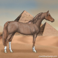 Horse Color:Red Roan
