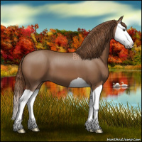 Horse Color:Chestnut Splash 