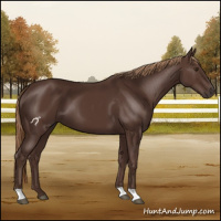 Horse Color:Liver Chestnut