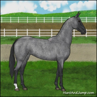 Horse Color:Blue Roan 