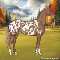 Horse Color:Red Roan Near Leopard