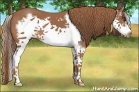 Horse Color:Chestnut Splash Frame