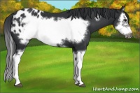 Horse Color:Black Splash Frame Appaloosa 