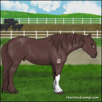 Horse Color:Chocolate Black 