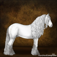 Horse Color:Gray White Spotted Liver Red Dun Sabino Appaloosa Rabicano