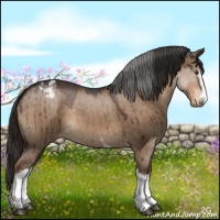 Horse Color:White Spotted Liver Red Dun Sabino Appaloosa 