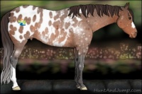 Horse Color:Buckskin Blanket