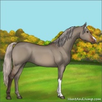 Horse Color:Silver Bay Dun 
