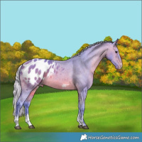 Horse Color:Watercolor Silver Brown Sabino Appaloosa 