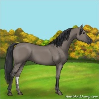 Horse Color:Grullo 