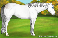 Horse Color:Gray Buckskin Splash