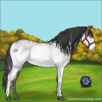 Horse Color:White Spotted Grullo 