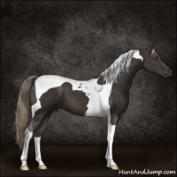 Horse Color:Liver Chestnut Mushroom Tobiano