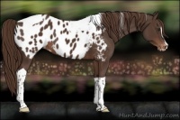 Horse Color:Liver Chestnut Sabino Tobiano Appaloosa 