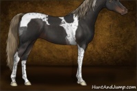 Horse Color:Liver Chestnut Tobiano 