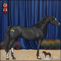 Horse Color:Black Sabino 
