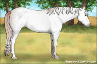 Horse Color:Gray Chestnut 
