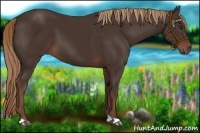 Horse Color:Liver Chestnut 