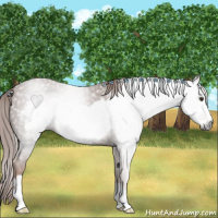 Horse Color:Gray Chestnut Frame 